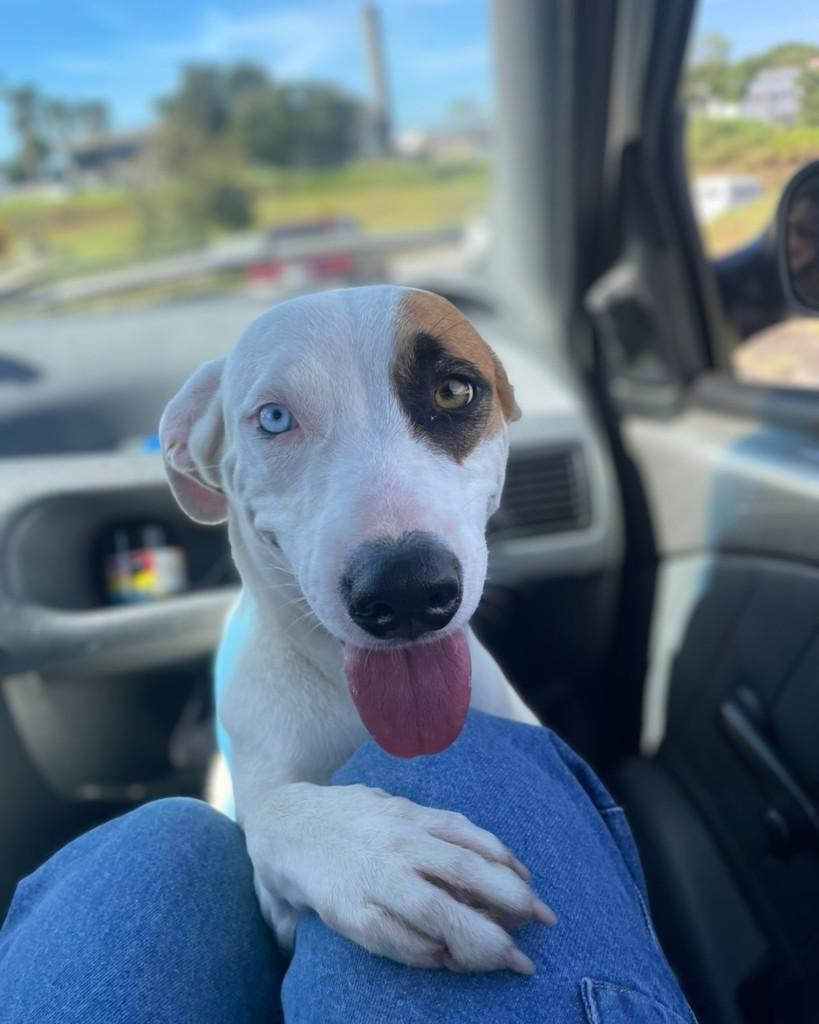 Bela, cachorro de porte médio para adoção em Campinas - SP
