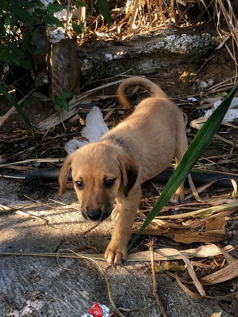 Paçoca, cachorro de porte pequeno para adoção em Campinas - SP