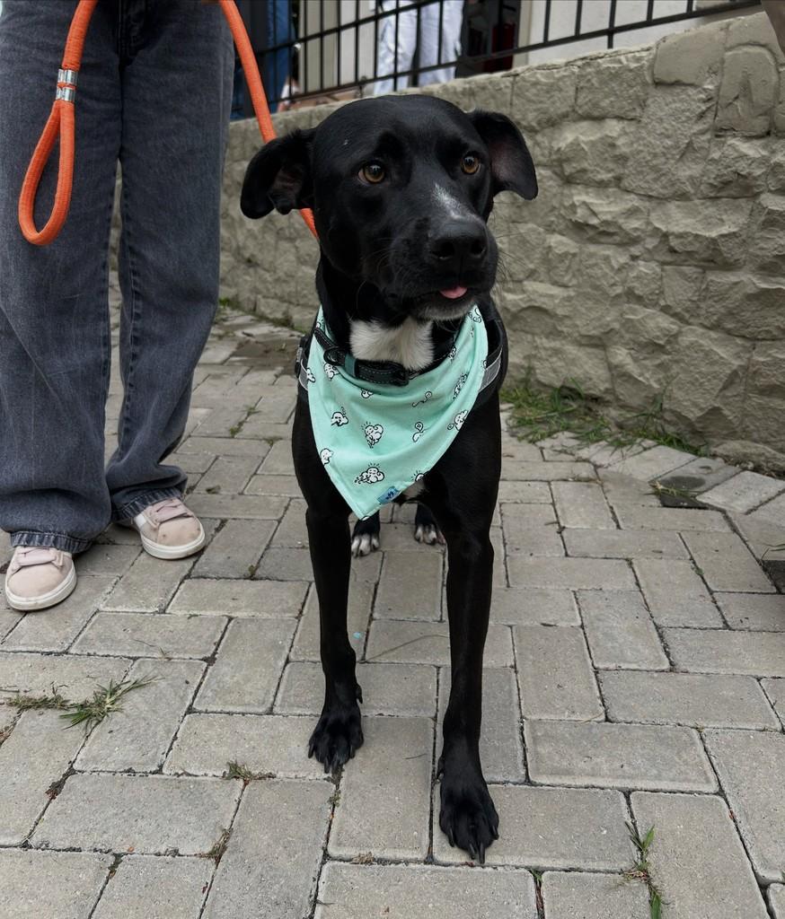 Duque, cachorro de porte médio para adoção em Campinas - SP