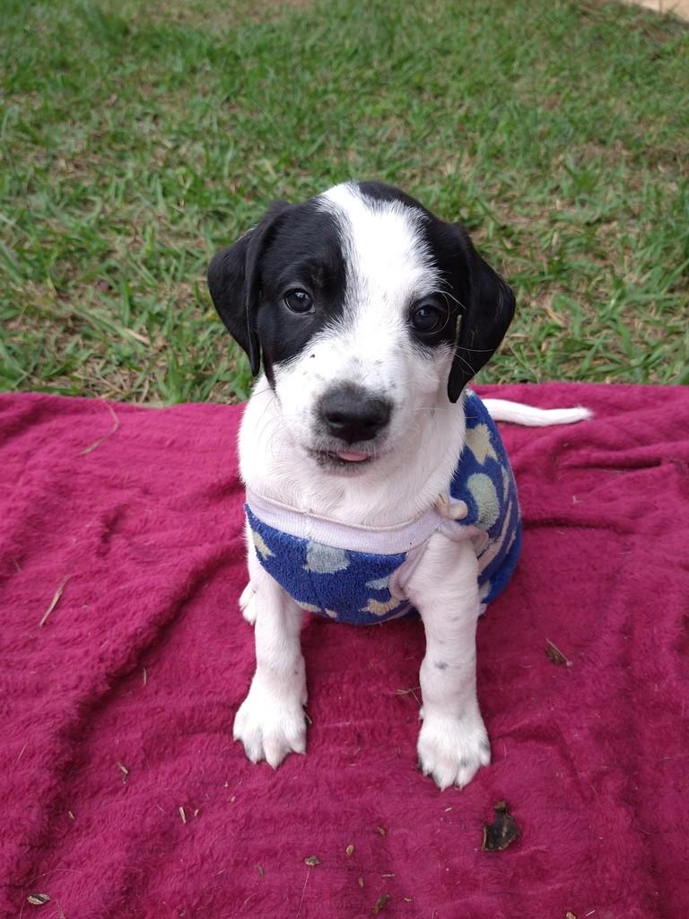 Abacaxi, cachorro de porte pequeno para adoção em Campinas - SP