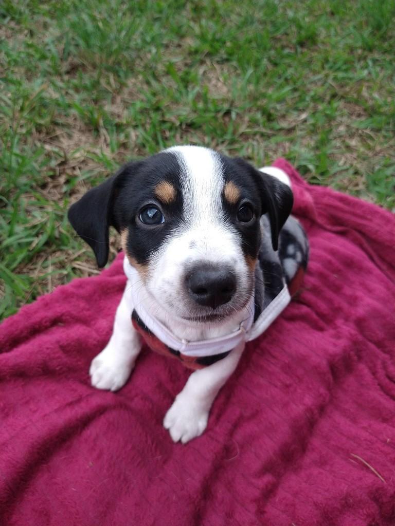 Pêssego, cachorro de porte pequeno para adoção em Campinas - SP