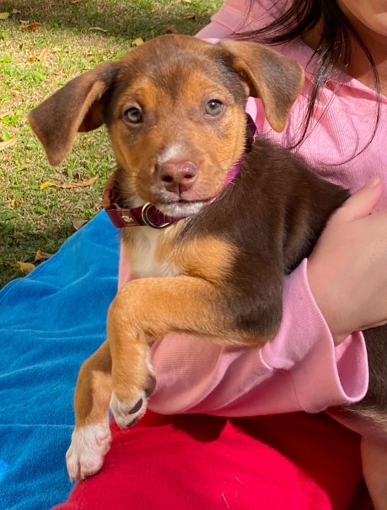 Hannah, cadela de porte médio para adoção em Campinas - SP