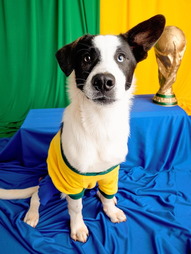 Temaki, cachorro de porte médio para adoção em Campinas - SP