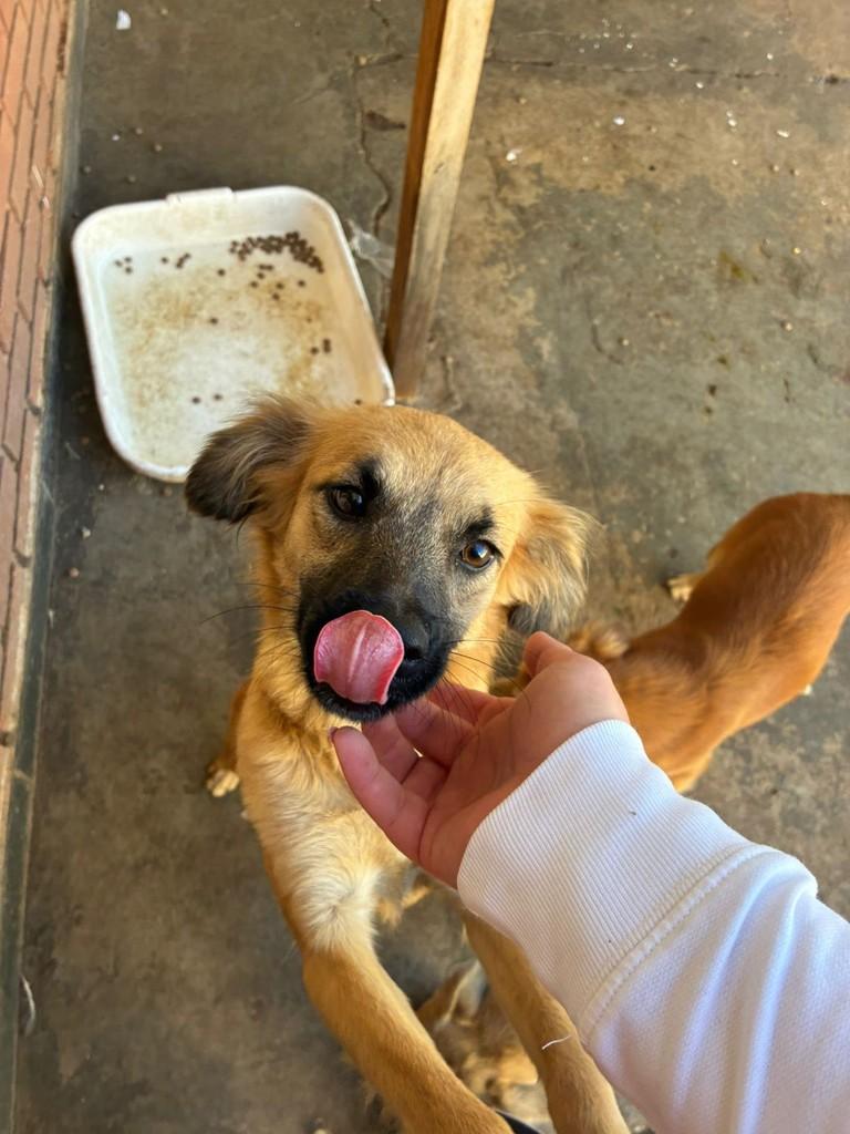 Mel, cadela de porte pequeno para adoção em Campinas - SP