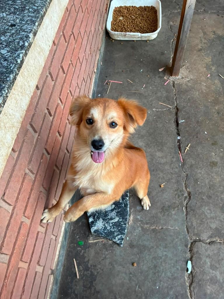 Croissant, cachorro de porte pequeno para adoção em Campinas - SP