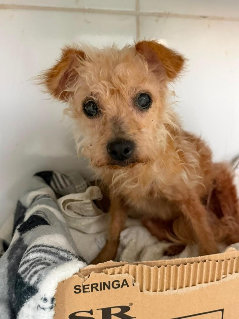 Ofélia, cachorro de porte pequeno para adoção em Campinas - SP