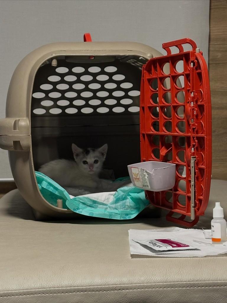 Pipoca, gato de porte pequeno para adoção em Campinas - SP