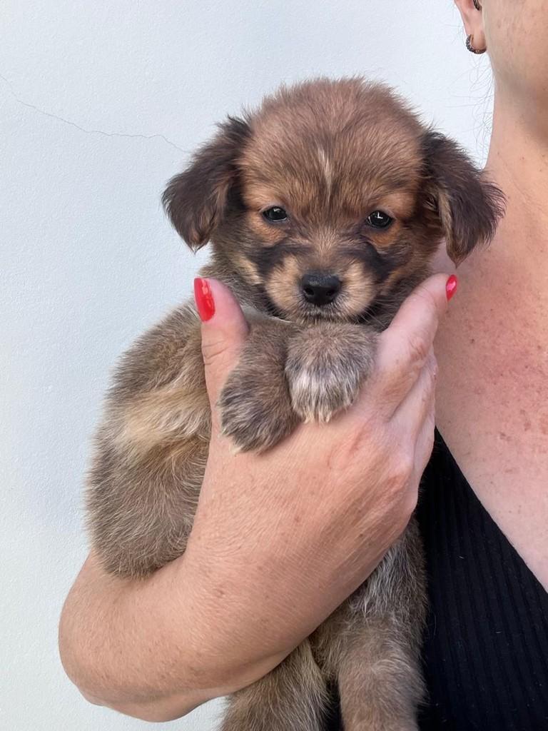 Buzz, cachorro de porte pequeno para adoção em Campinas - SP