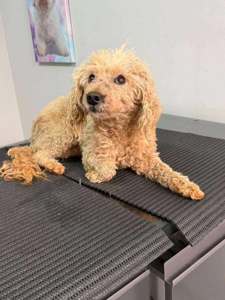 Toby, cachorro de porte pequeno para adoção em Campinas - SP