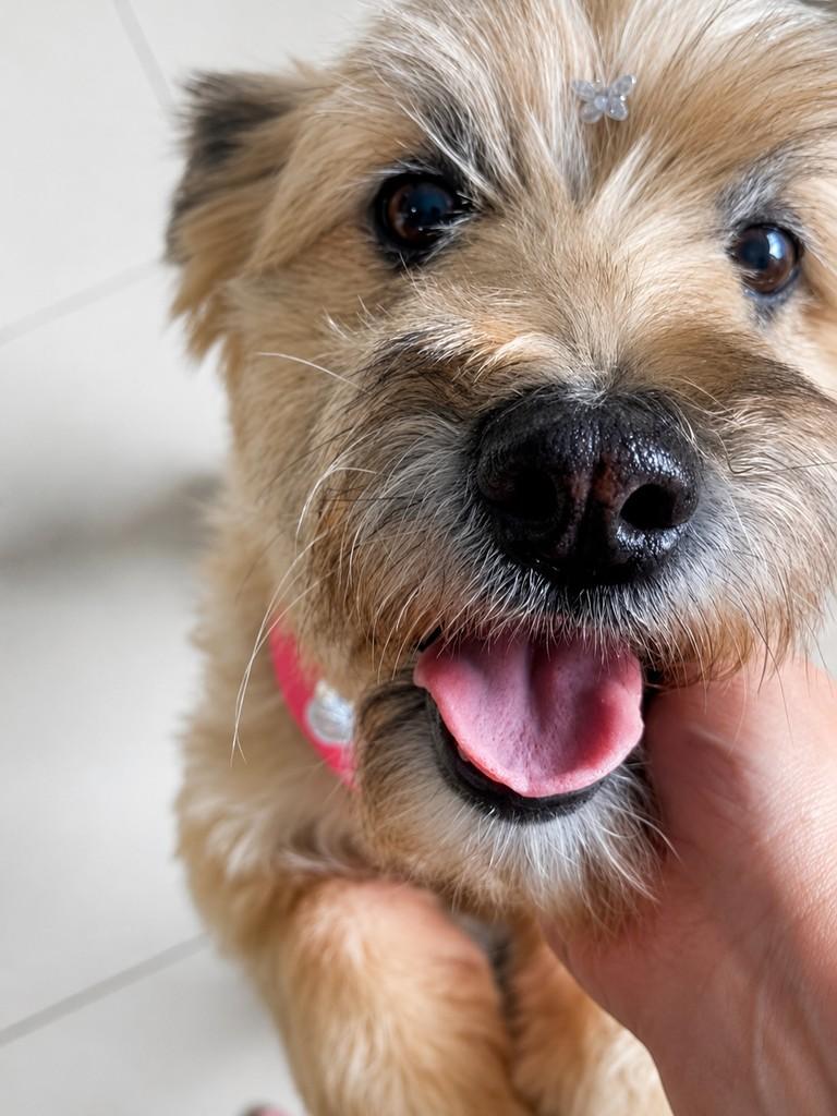 Chiquita, cadela de porte médio para adoção em Campinas - SP