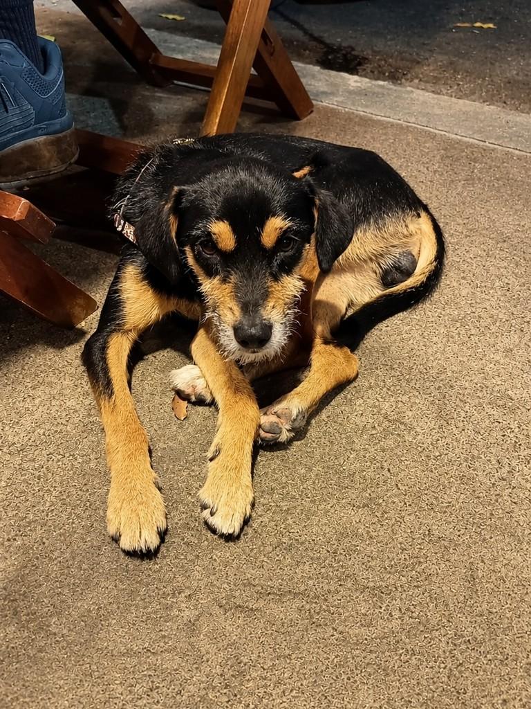 Teco, cachorro de porte pequeno para adoção em Campinas - SP