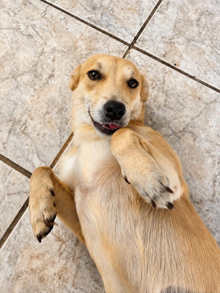 Baunilha, cadela de porte pequeno para adoção em Campinas - SP
