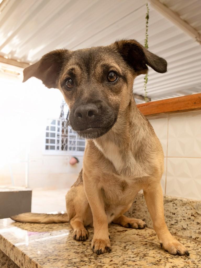Pistache, cachorro de porte pequeno para adoção em Campinas - SP