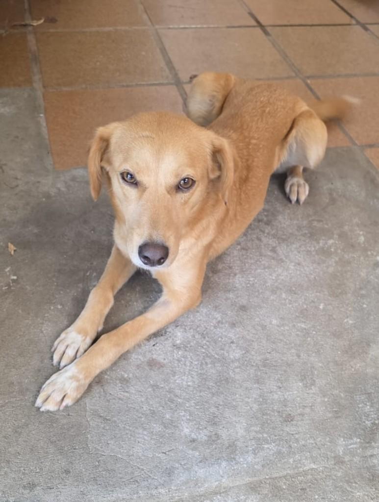 Lily, cadela de porte médio para adoção em Hortolândia - SP