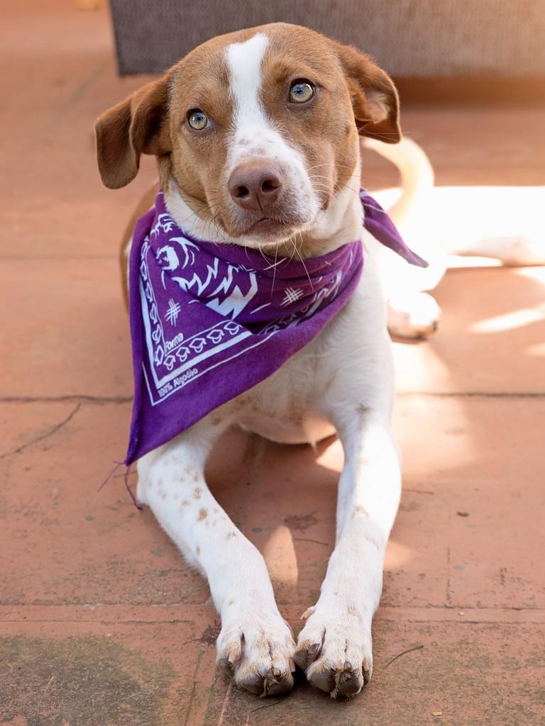 Caju, cachorro de porte pequeno para adoção em Campinas - SP