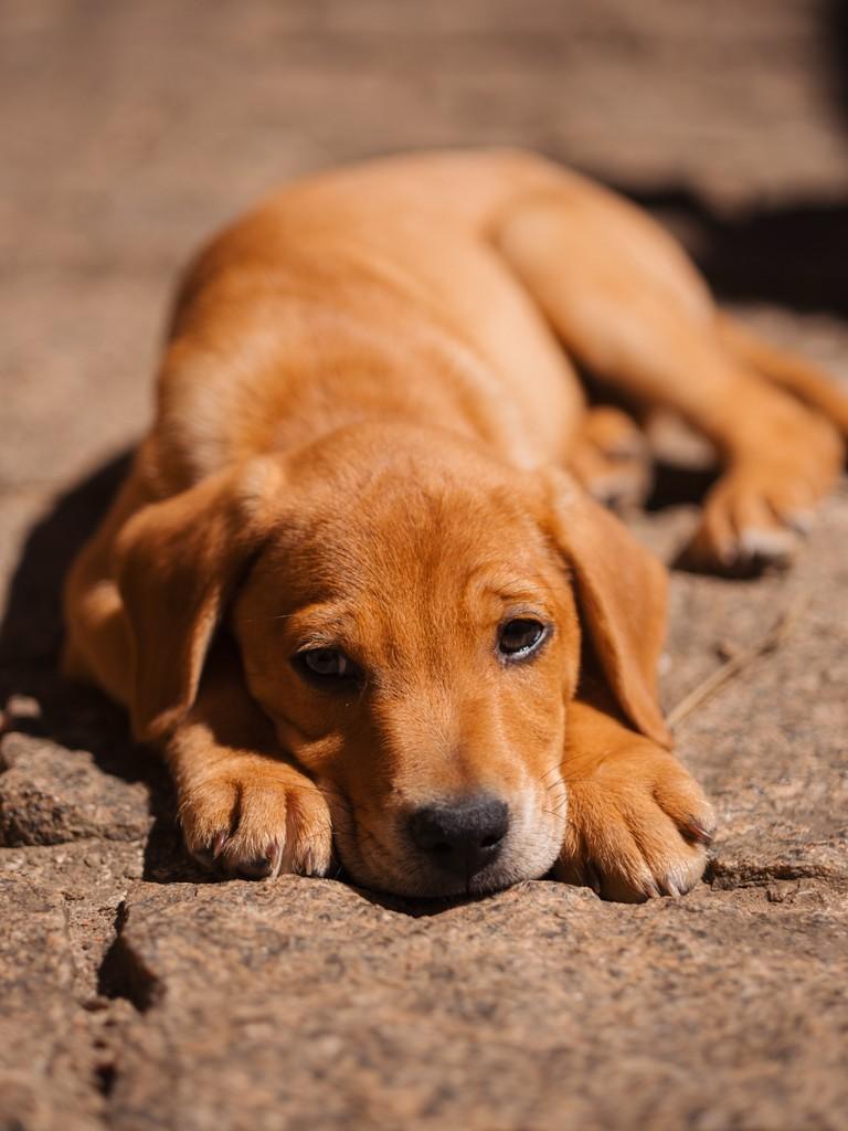Jorginho, cachorro de porte médio para adoção em Campinas - SP