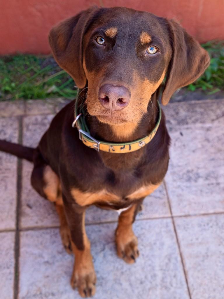 Whisky, cachorro de porte médio para adoção em Campinas - SP