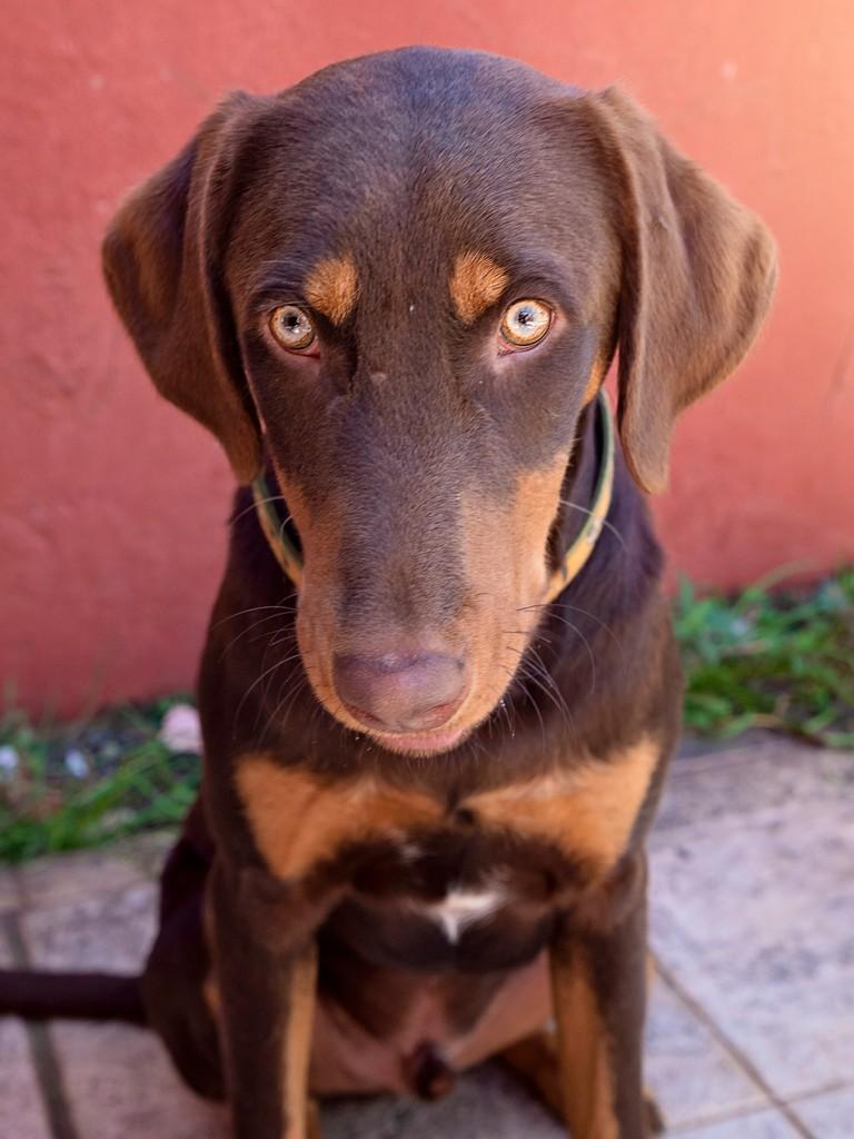 Whisky, cachorro de porte médio para adoção em Campinas - SP — foto 2 de 5
