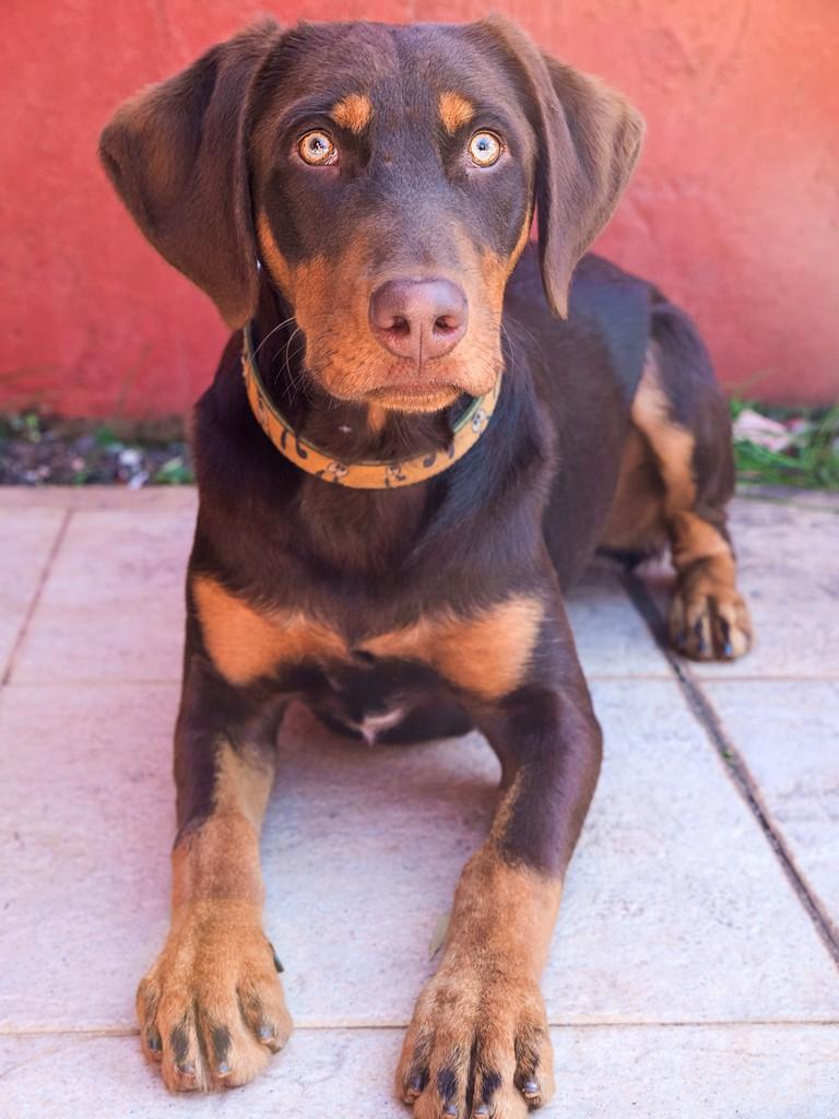 Whisky, cachorro de porte médio para adoção em Campinas - SP — foto 3 de 5