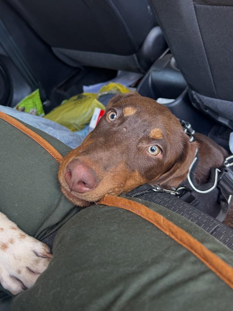 Whisky, cachorro de porte médio para adoção em Campinas - SP — foto 4 de 5
