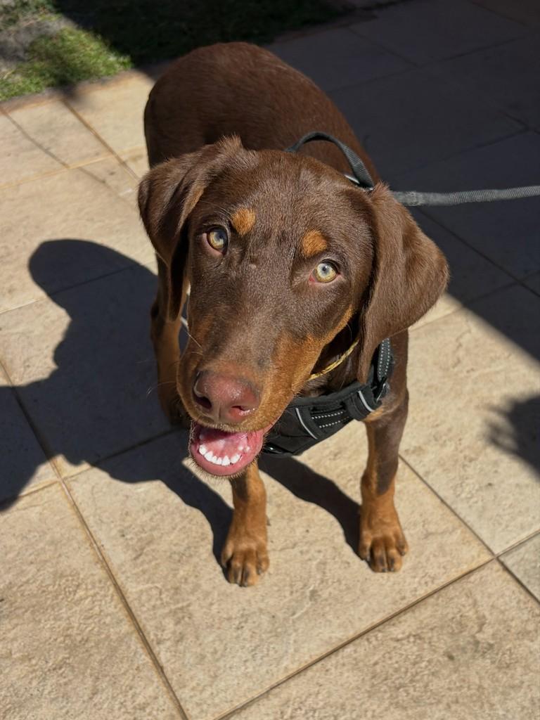 Whisky, cachorro de porte médio para adoção em Campinas - SP — foto 5 de 5