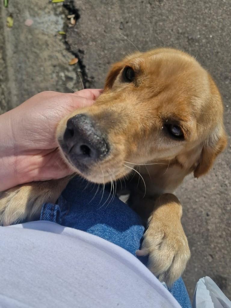 Jade, cachorro de porte pequeno para adoção em Campinas - SP
