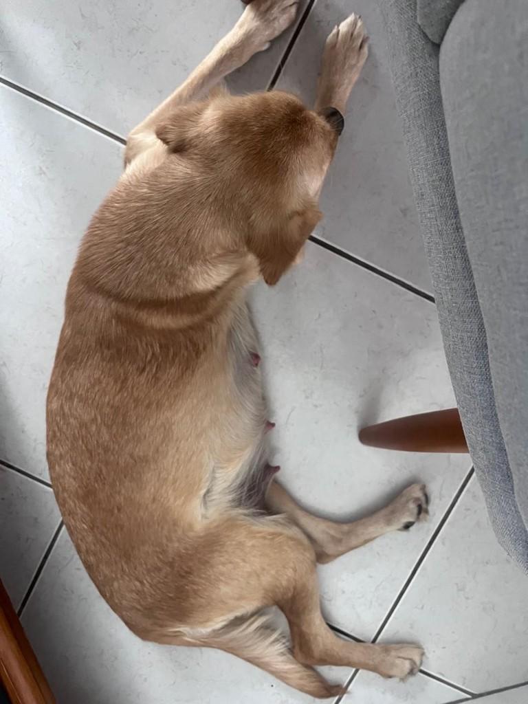 Jade, cachorro de porte pequeno para adoção em Campinas - SP — foto 2 de 4