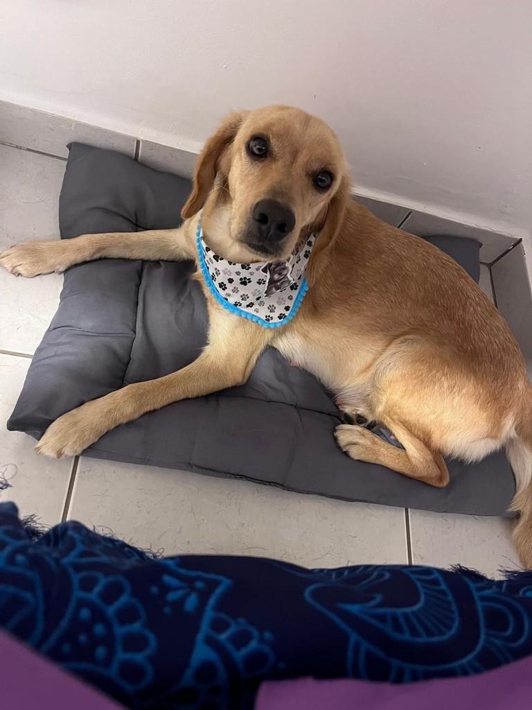 Jade, cachorro de porte pequeno para adoção em Campinas - SP — foto 3 de 4