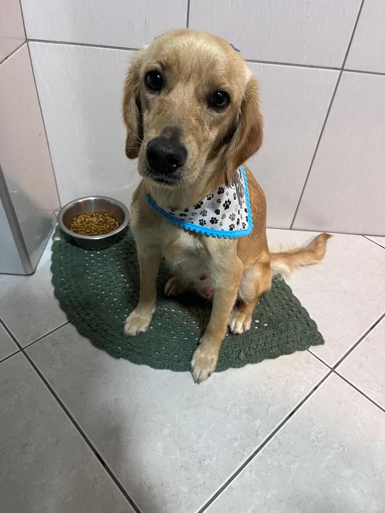 Jade, cachorro de porte pequeno para adoção em Campinas - SP — foto 4 de 4