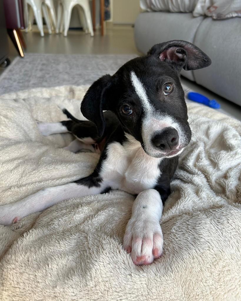 Bao, cachorro de porte médio para adoção em Hortolândia - SP