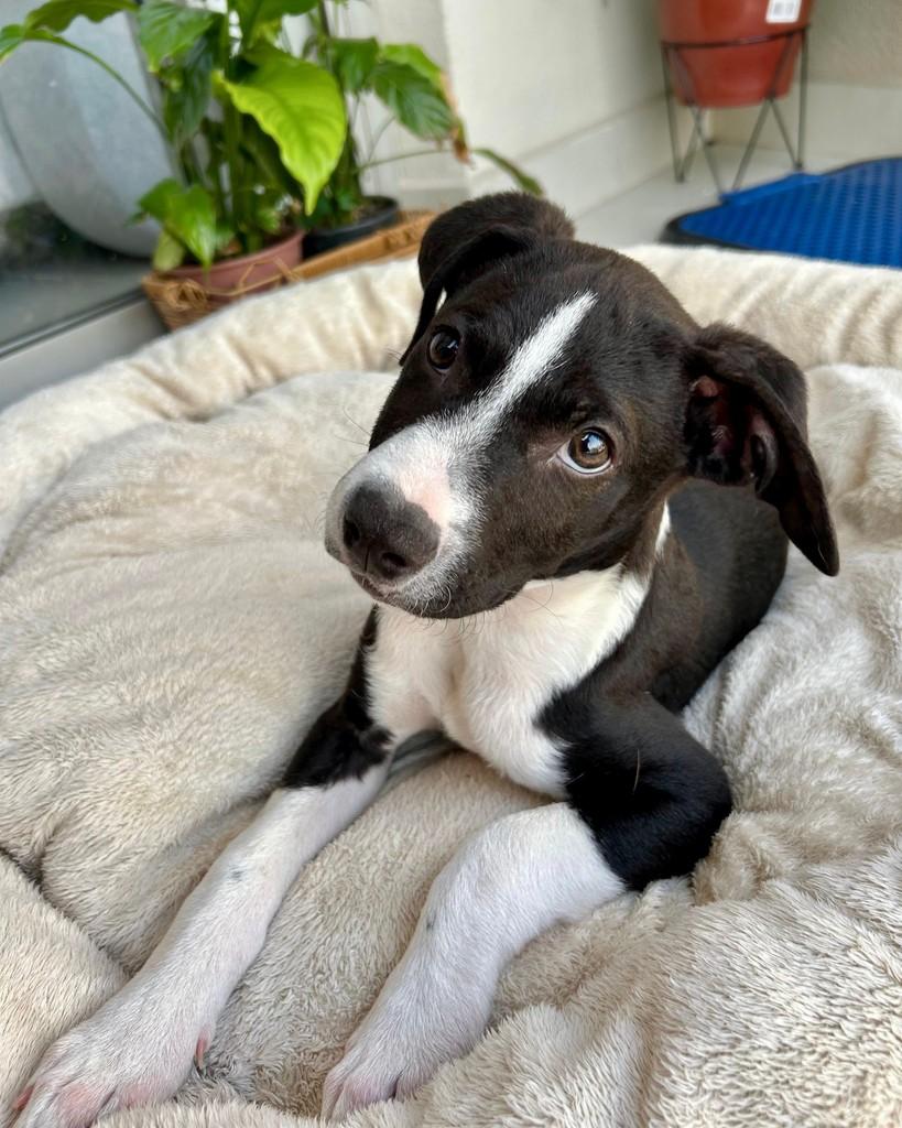 Bao, cachorro de porte médio para adoção em Hortolândia - SP — foto 2 de 8