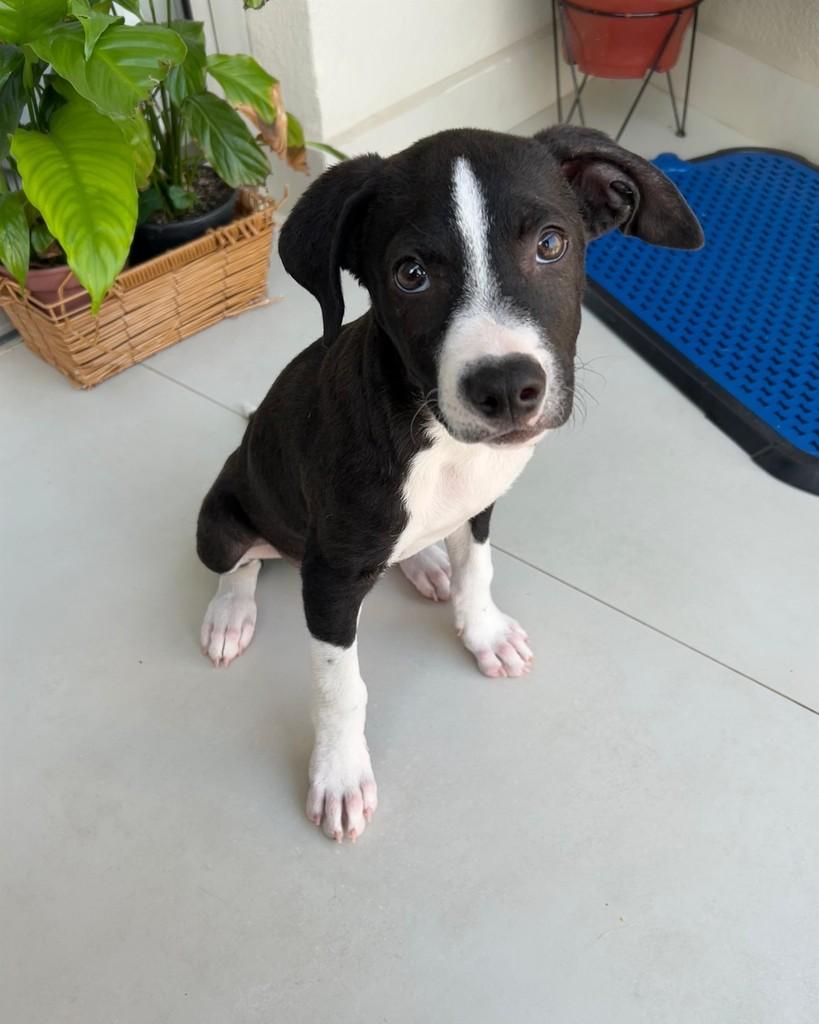 Bao, cachorro de porte médio para adoção em Hortolândia - SP — foto 3 de 8