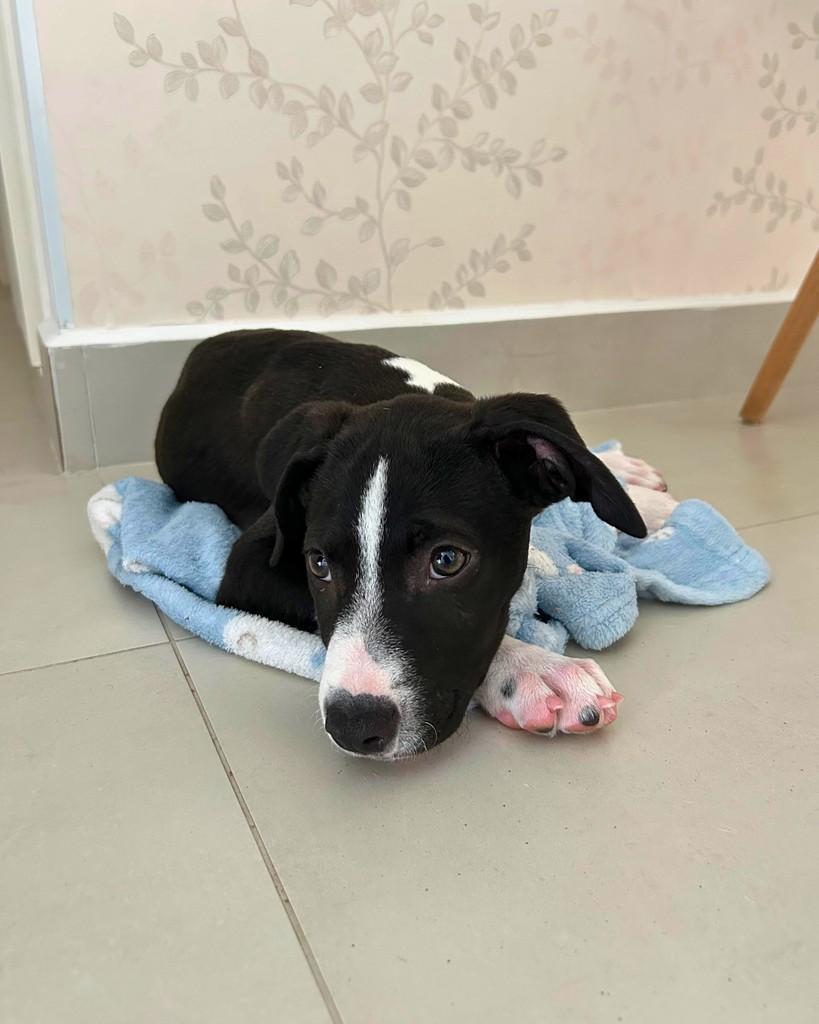 Bao, cachorro de porte médio para adoção em Hortolândia - SP — foto 4 de 8
