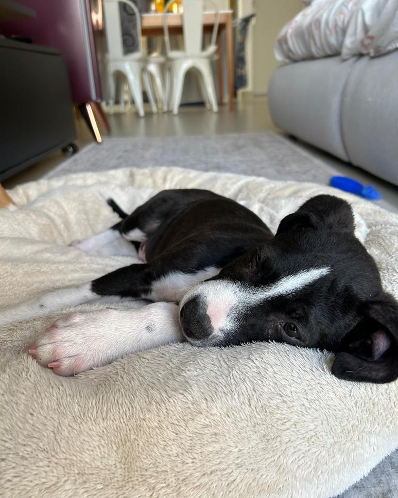 Bao, cachorro de porte médio para adoção em Hortolândia - SP — foto 5 de 8