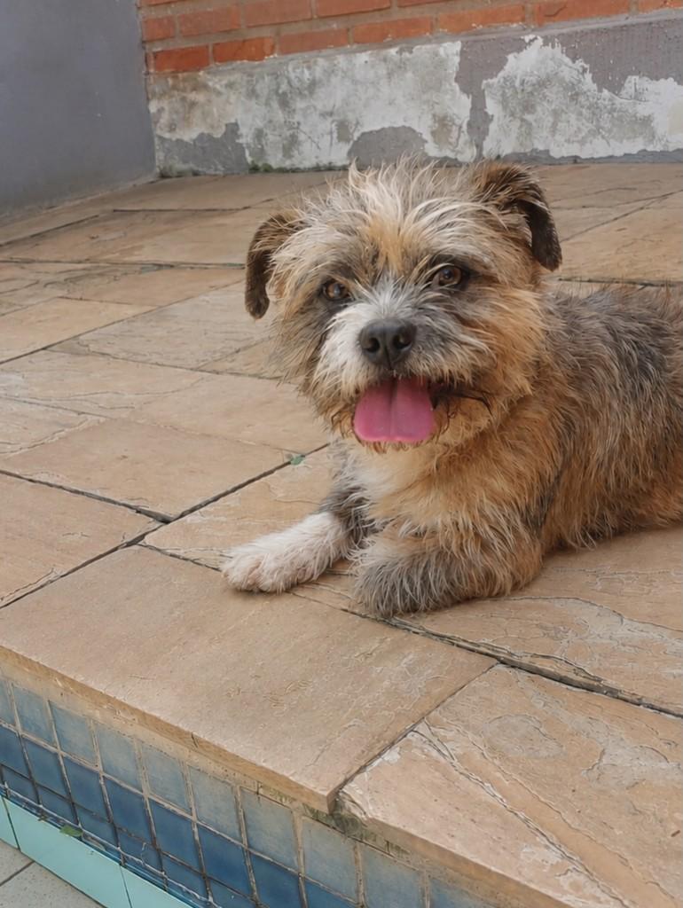 Pepina, cadela de porte pequeno para adoção em Campinas - SP