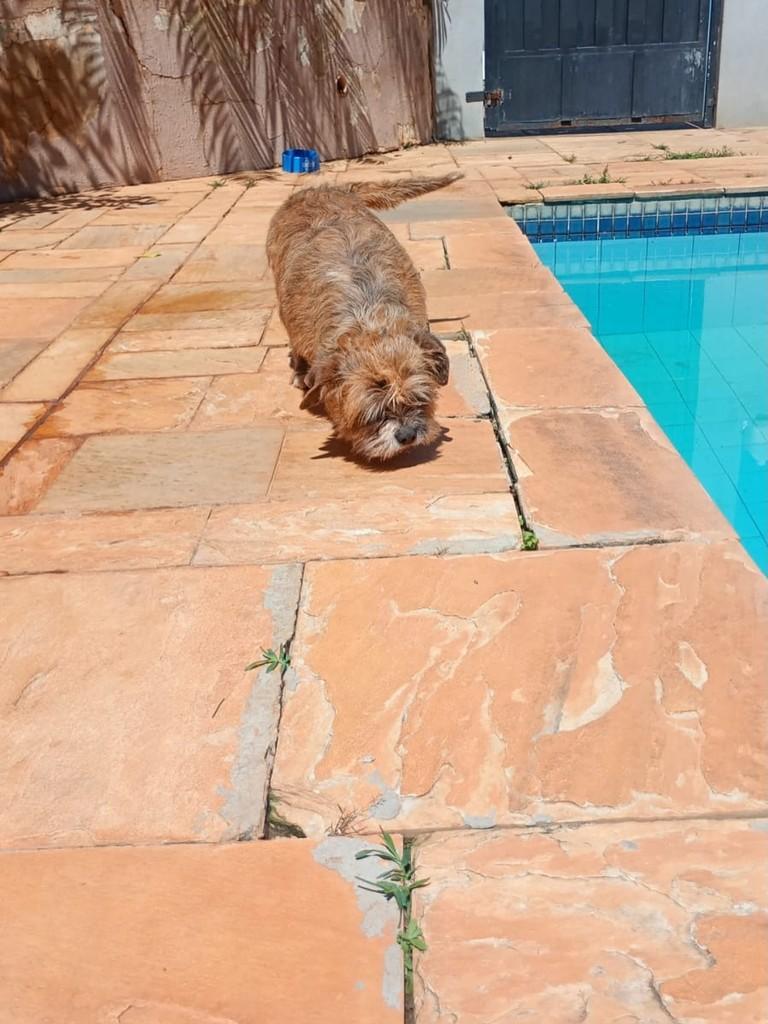 Pepina, cadela de porte pequeno para adoção em Campinas - SP — foto 2 de 2