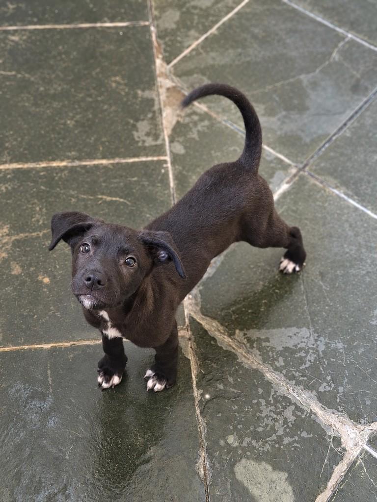 Sushi, cachorro de porte médio para adoção em Campinas - SP