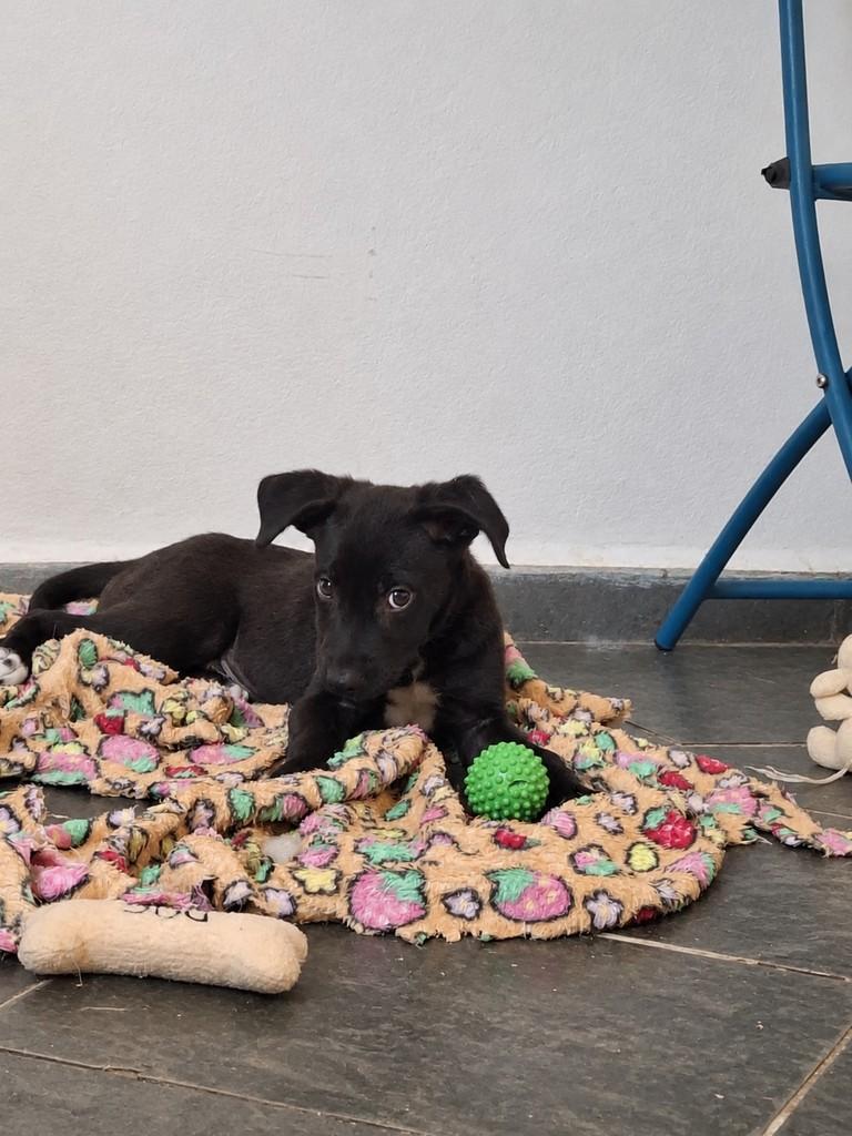 Sushi, cachorro de porte médio para adoção em Campinas - SP — foto 2 de 5
