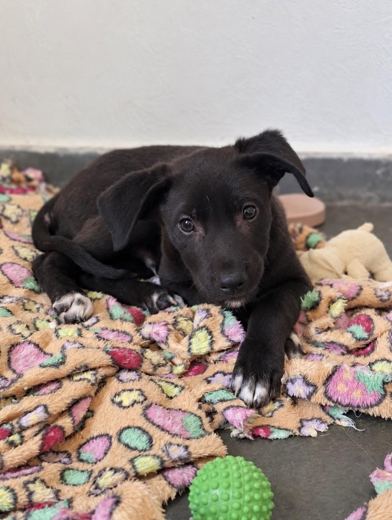 Sushi, cachorro de porte médio para adoção em Campinas - SP — foto 3 de 5