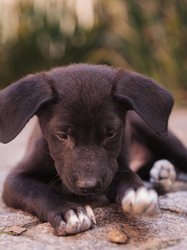 Sushi, cachorro de porte médio para adoção em Campinas - SP — foto 4 de 5