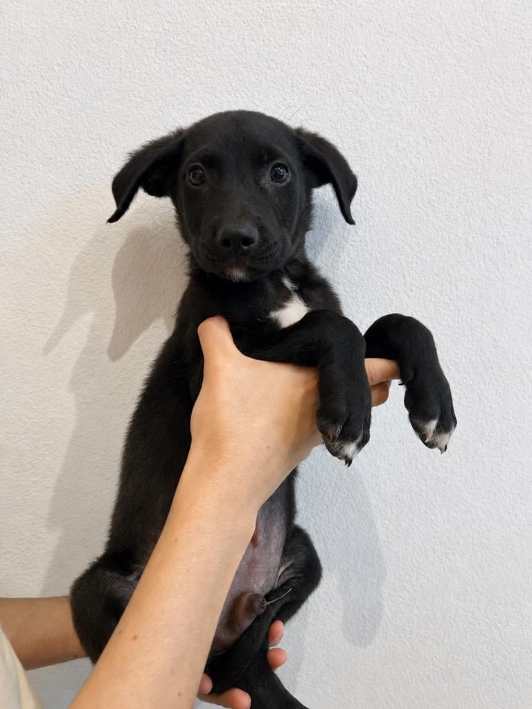 Sushi, cachorro de porte médio para adoção em Campinas - SP — foto 5 de 5