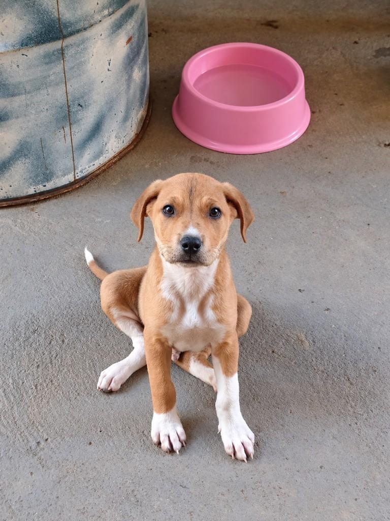 Tofu, cachorro de porte médio para adoção em Hortolândia - SP