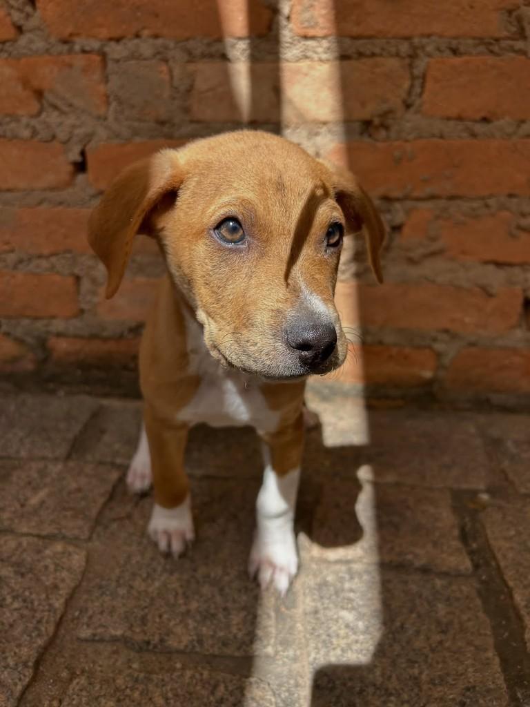 Tofu, cachorro de porte médio para adoção em Hortolândia - SP — foto 2 de 4