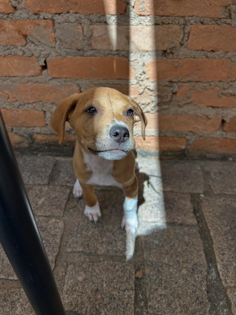 Tofu, cachorro de porte médio para adoção em Hortolândia - SP — foto 3 de 4