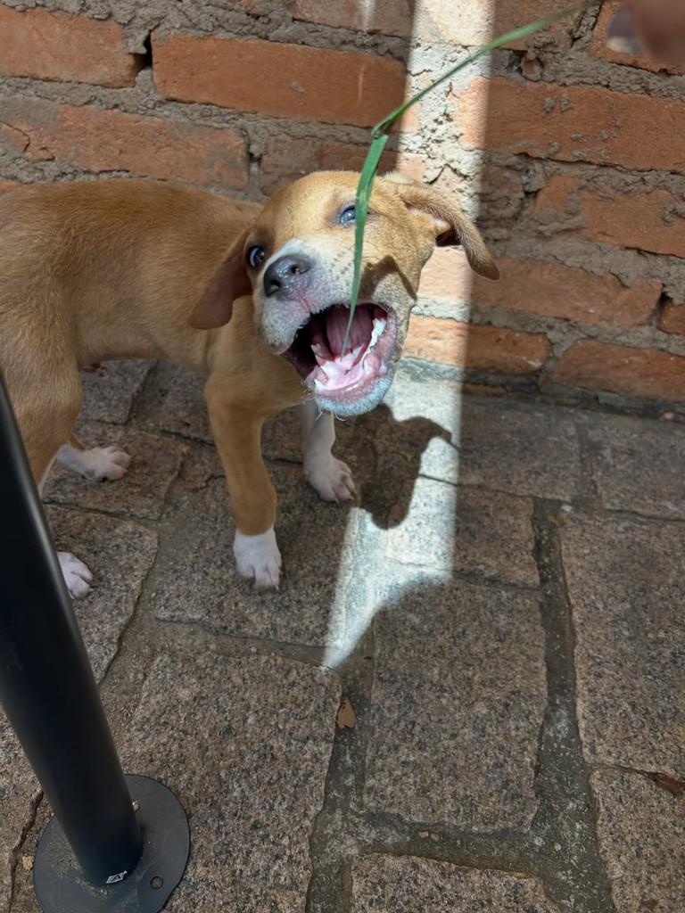 Tofu, cachorro de porte médio para adoção em Hortolândia - SP — foto 4 de 4