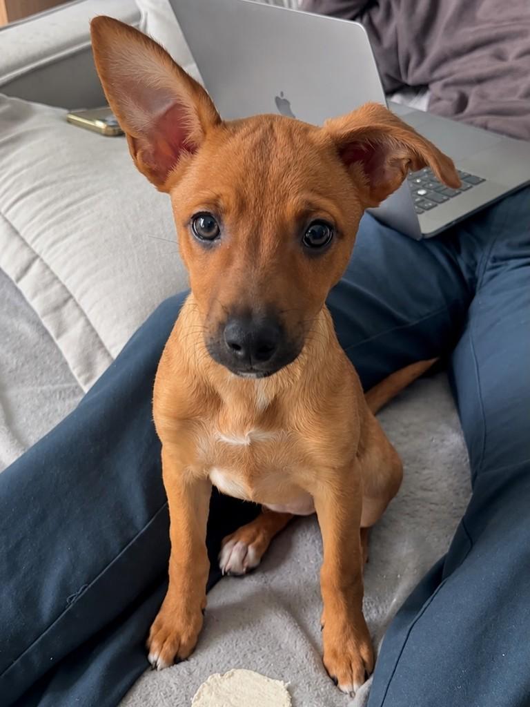 Suzy, cadela de porte pequeno para adoção em Hortolândia - SP