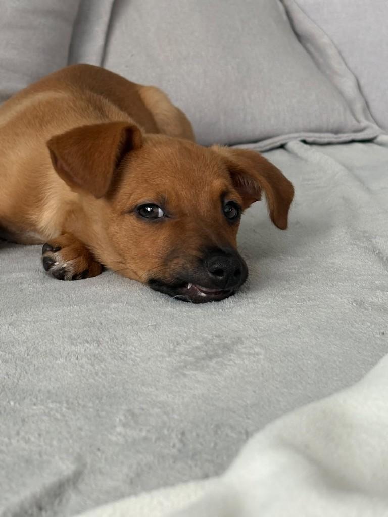 Suzy, cadela de porte pequeno para adoção em Hortolândia - SP — foto 2 de 4