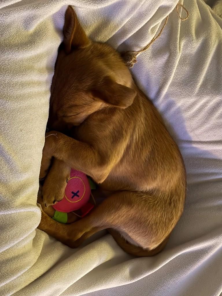 Suzy, cadela de porte pequeno para adoção em Hortolândia - SP — foto 3 de 4
