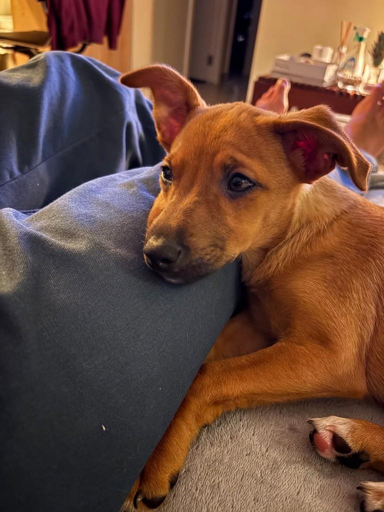 Suzy, cadela de porte pequeno para adoção em Hortolândia - SP — foto 4 de 4