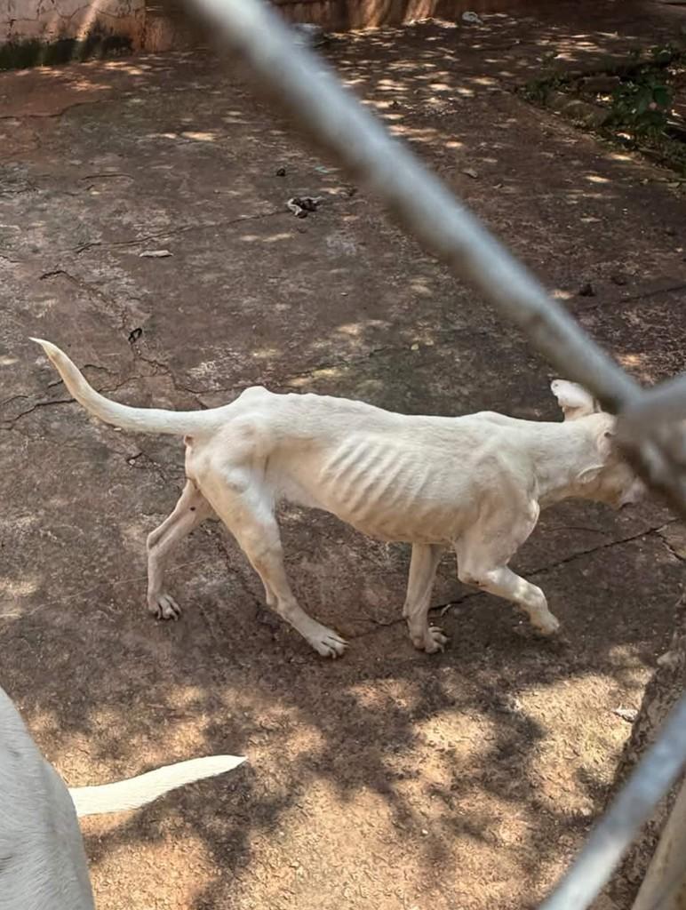 Violeta, cadela de porte médio para adoção em Campinas - SP